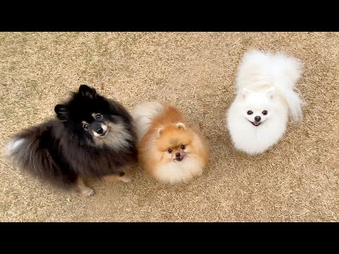 솜사탕 만들 재료들 : 흑설탕, 각설탕, 흰설탕｜ Pomeranians are giving me a heart attack 😭 Super-<strong>sized</strong> cotton ball