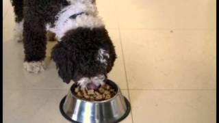 Собаки любят корм ProPlan от Purina Собаки любят корм ProPlan от Purina