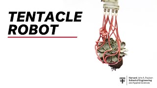 Tentacle robot can gently grasp fragile objects