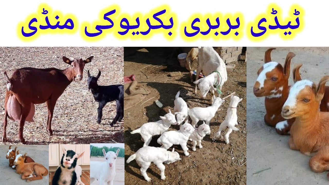 Teddy goat Mandi Bakra Mandi 03465810419 / 10000  ka Jodha Mandi mein 8 December 2021