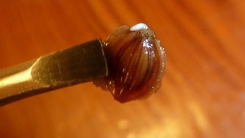 Allotment Diary : A Quick Parsnip Seed Germination Tip.