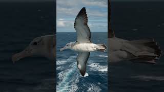 This Bird Can Sleep While Flying 😳🐦