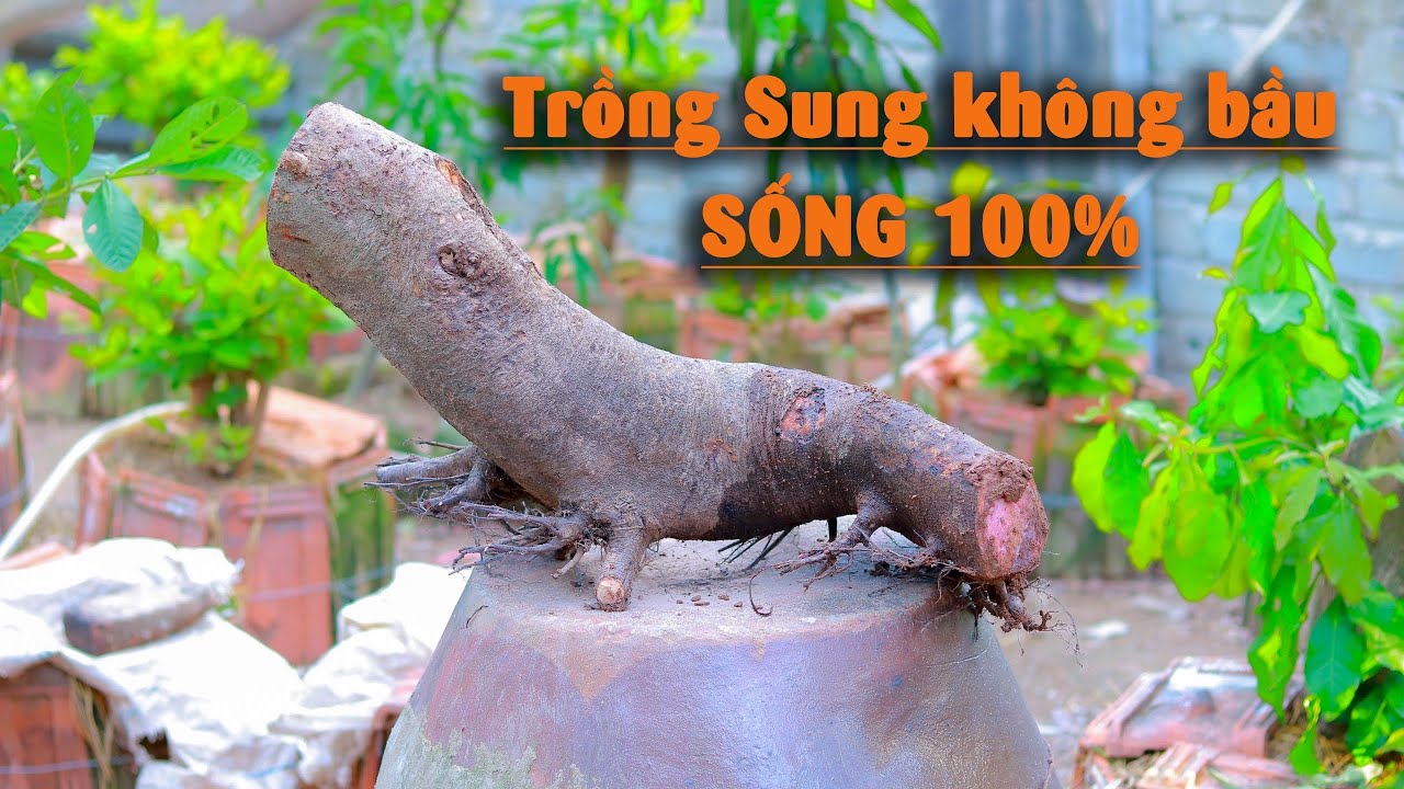 Cách đánh và trồng cây Sung dáng Thú bự không có bầu về làm Bonsai sống 100%