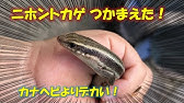 カナヘビ なつかせる方法 手乗り 慣れる 懐く 懐かせ方 なつく Youtube