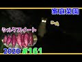 【家庭菜園2020】猫に監視されながらのさつまいもシルクスイート試し採り【#161】