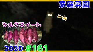 【家庭菜園2020】猫に監視されながらのさつまいもシルクスイート試し採り【#161】