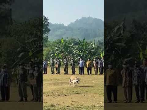 VIRAL BERBUAT MESUM SAAT PERINGATAN 17 AGUSTUS 2021