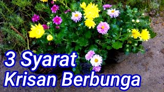 Tips for Caring for Chrysanthemums So They Bloom