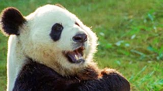 The Celebrity Panda | Walk On The Wild Side | Funny Talking Animals | BBC Earth