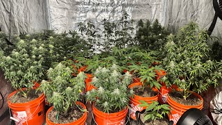How I Clone my plants, GSC