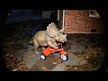 CCTV Camera : Dinosaurs Caught Stealing My Kid&#39;s Toys! 🦖 #GiantAnimals