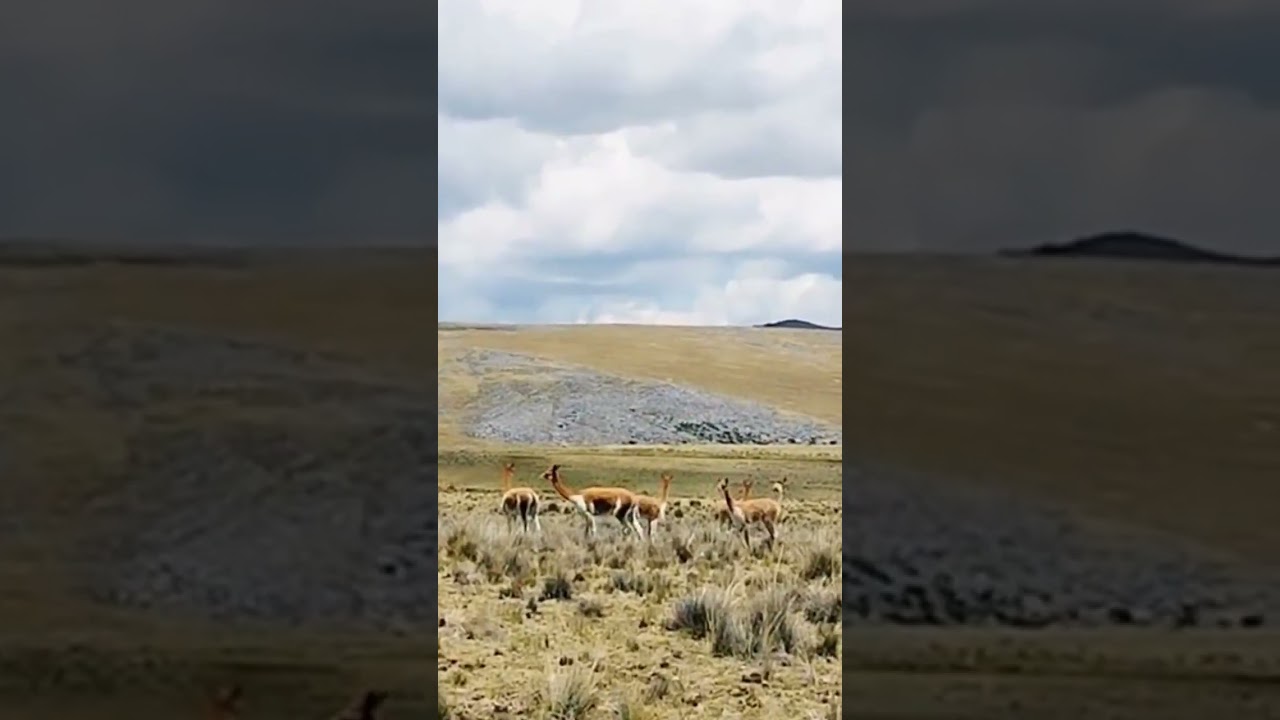 Hermosas Vicuñas 