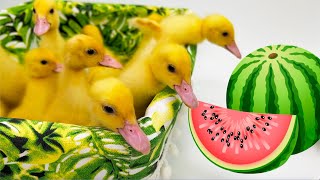 Best mix of funny ducklings, ducks and cats by Funny Ducklings 4,902 views 1 month ago 2 minutes, 12 seconds