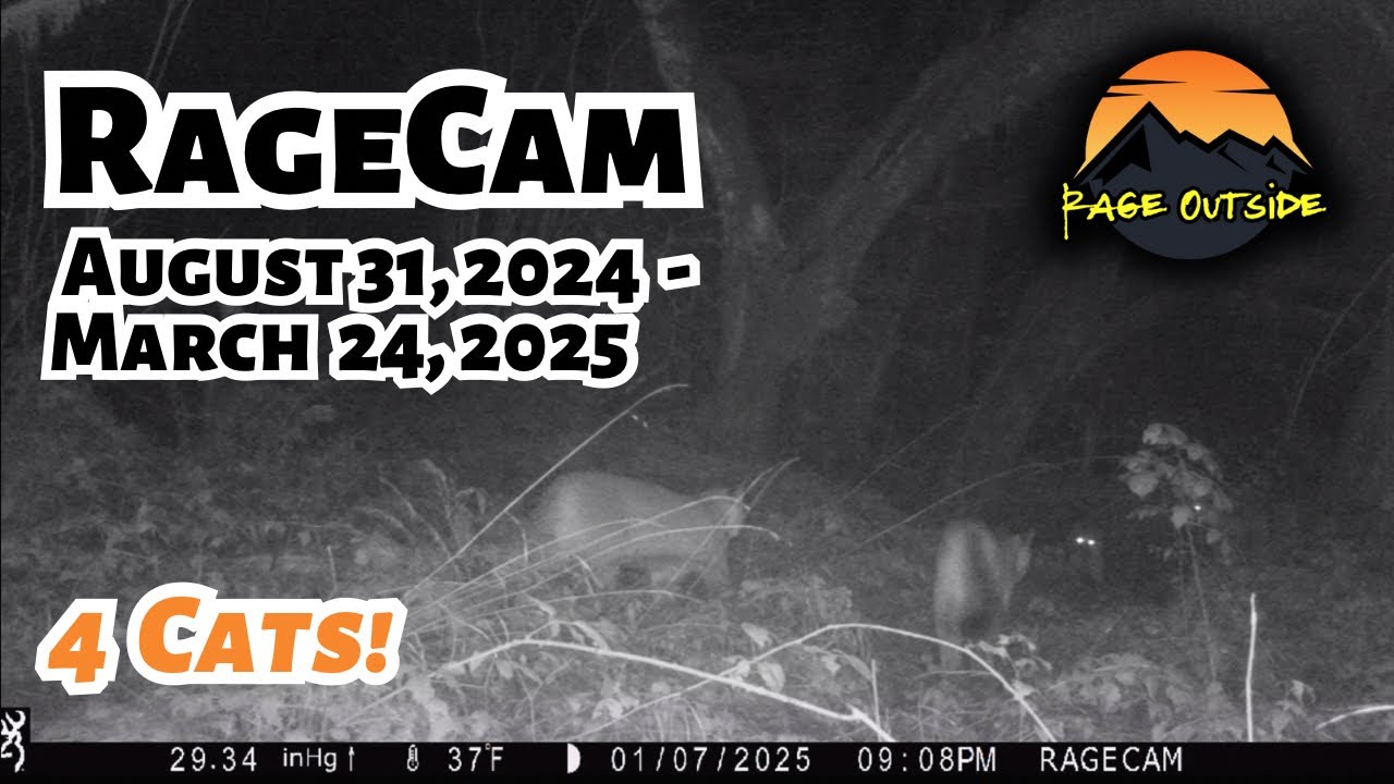 RAGECAM WESTERN OREGON TRAIL CAMERA REEL - 4 COUGARS RUNNING TOGETHER, BEARS, BLACKTAIL DEER.