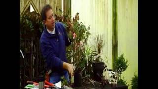 pruning demo part 3