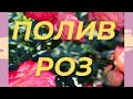 РОЗЫ. ПОЛИВ РОЗ ДОЛЖЕН БЫТЬ ПРАВИЛЬНЫЙ .