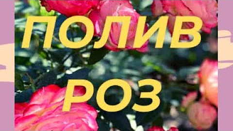 ПОЛИВ РОЗ, СКОЛЬКО ЛИТРОВ ВОДЫ НУЖНО?