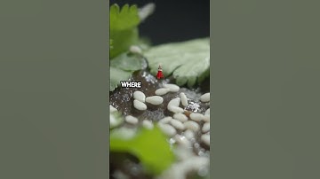 Designing User-Friendly Navigation Systems in MS Access