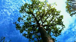Cinematic Alam Keren, Cuma Satu Menit 30 Detik | Nature Cinematic Background Music No Copyright