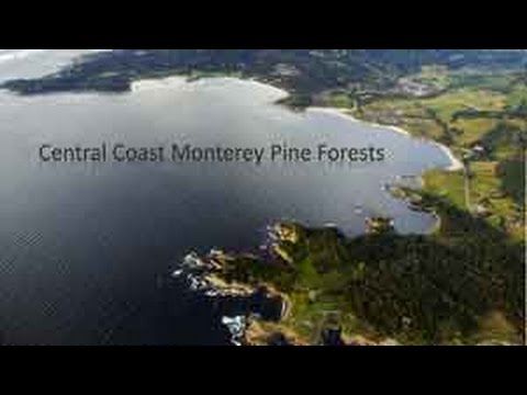 Video: Monterey männi hooldamine: kuidas kasvatada Monterey männipuid
