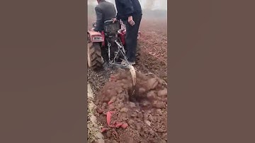 Sweet Potato Harvesting Process - Unique tools to boost efficiency and streamline work