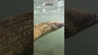 This Fish Can Generate 860 Volts of Electricity