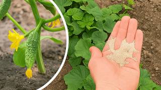 Stärker als 100 Fungizide! Sprühe DAS auf die Gurken und der Mehltau verschwindet sofort