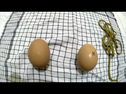 cara merebus telur dalam jumlah banyak agar tidak pecah. 