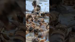 The bees have come to bring pollen back to the hive .