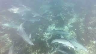 Dolphins zanzibar #shorts by NaturePOV 130 views 4 months ago 26 seconds