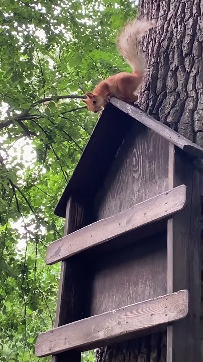 Краснодарские белочки) после видео пошла к аппарату,который выдаёт 🌰 ...