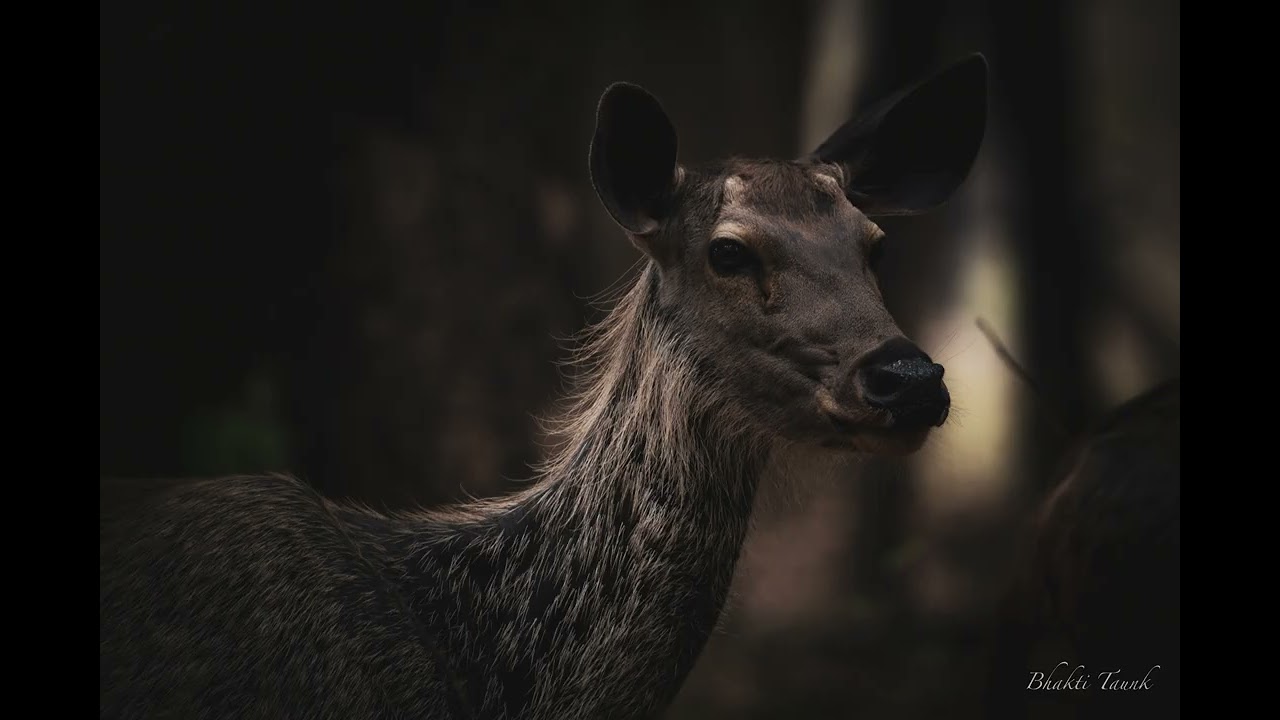 Epic Wildlife Moments at Kanha Tiger Reserve | Stunning Tiger Sightings and More!