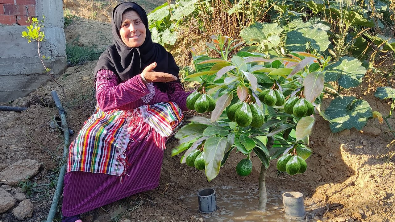 أسهل طريقة لزراعة الأفوكادو! 3 حيل ستعرفها لأول مرة... مع وجود الحرارة والتربة طينية ونقص الماء