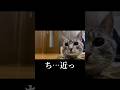 あめはこんな子🐾🍭　あめの詳細は説明欄✨ #cat #猫のいる暮らし #ネコ #0距離 #ハンター #保護猫 #遊ぶの大好き #かわいい猫 #かわいい #ねこ #猫動画