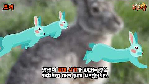 동물하고하는거 동물하고하는거