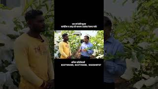 ४ वर्षांचा चमत्कार! पेरूची शेती 🌳 #BioRich #farming