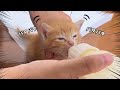 耳をパタパタさせながらミルクを飲む子猫があまりに可愛すぎる/離乳食デビュー