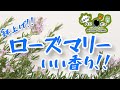 ローズマリーの鉢上げ。香り最高！！【ガーデニング】【花】【育て方】【ベジボン】