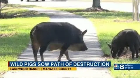 Wild pig population rapidly growing in Lakewood Ranch, residents turn to county, state for help