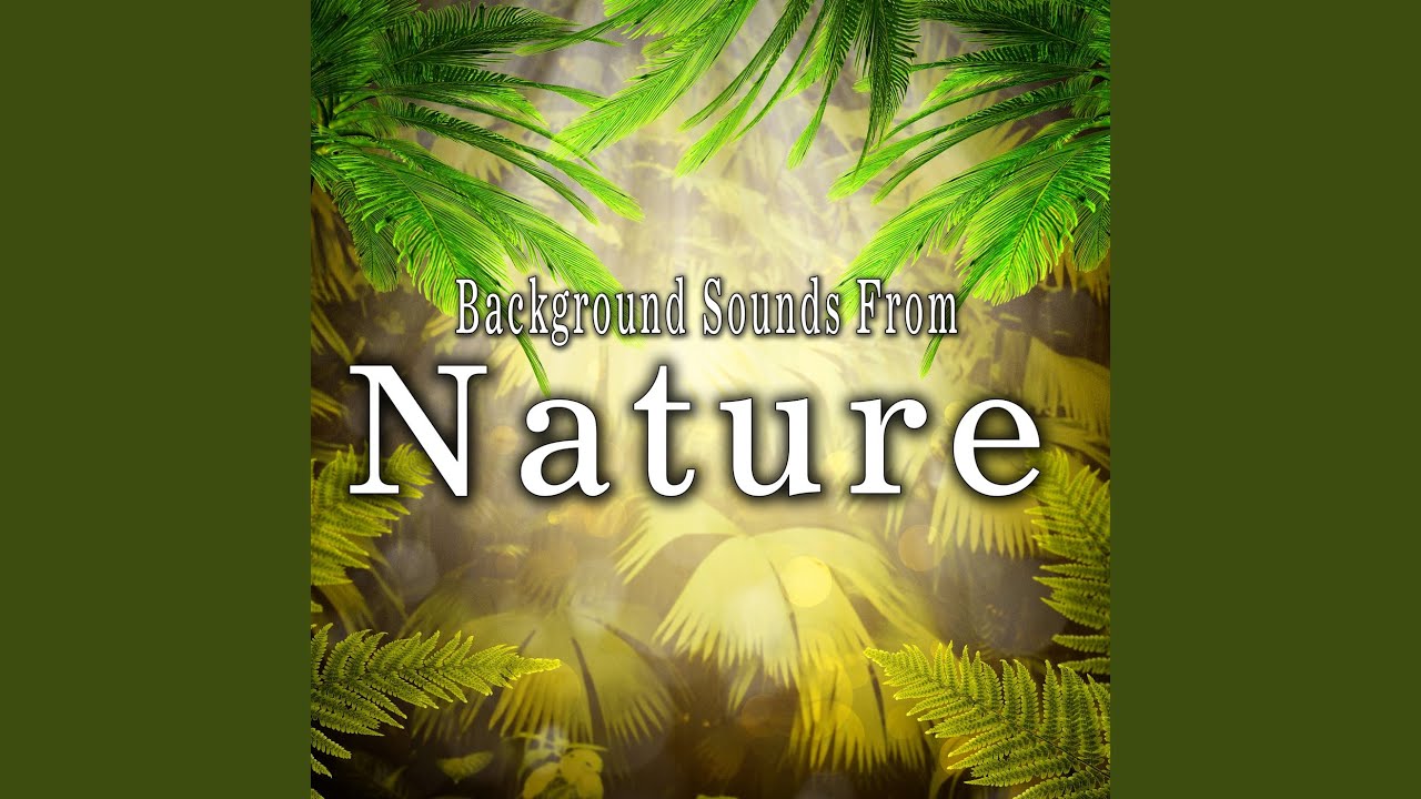 Dense Rain Forest Ambience with Frogs, Crickets and Birds Dense Rain Forest Ambience with Frogs, Crickets and Birds