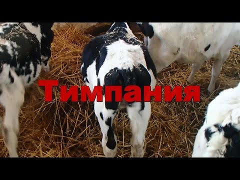 Видео: Маленькие телята: причины и упражнения, чтобы сделать их больше