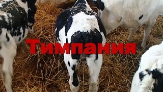 Тимпания рубца у телят. Bloating rumen in calves.(ОСТОРОЖНО !!! ПЕРЕД ПРОСМОТРОМ ПРОЧИТАЙТЕ ПРЕДУПРЕЖДЕНИЕ. Видео предназначено для студентов-ветеринаров,..., 2016-03-05T18:14:16.000Z)