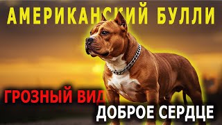 картинка: Американский Булли: Опасный Зверь Или Лучший Друг Семьи | Собаковедение