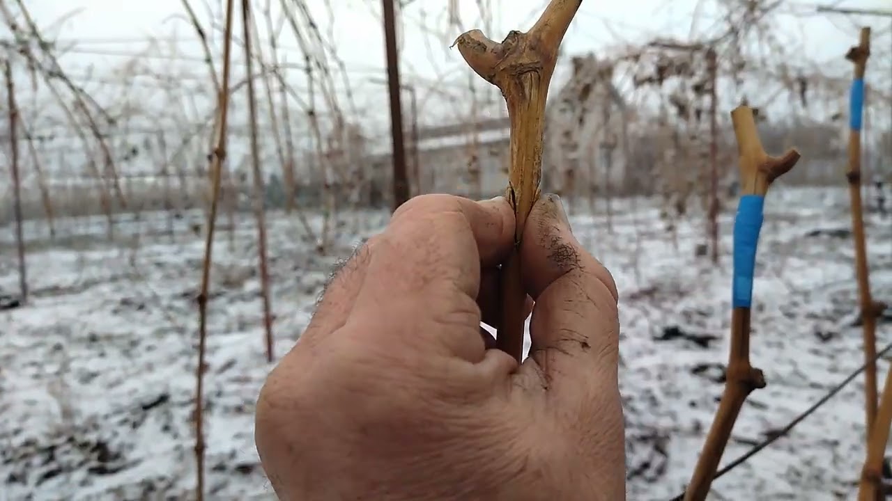 Осенняя прививка винограда черным в черное.