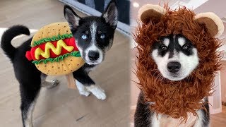 My Puppies Try on Halloween Costumes! (ADORABLE)