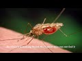 Allah's Creation - the Mosquito (In the light of Quran and Science)