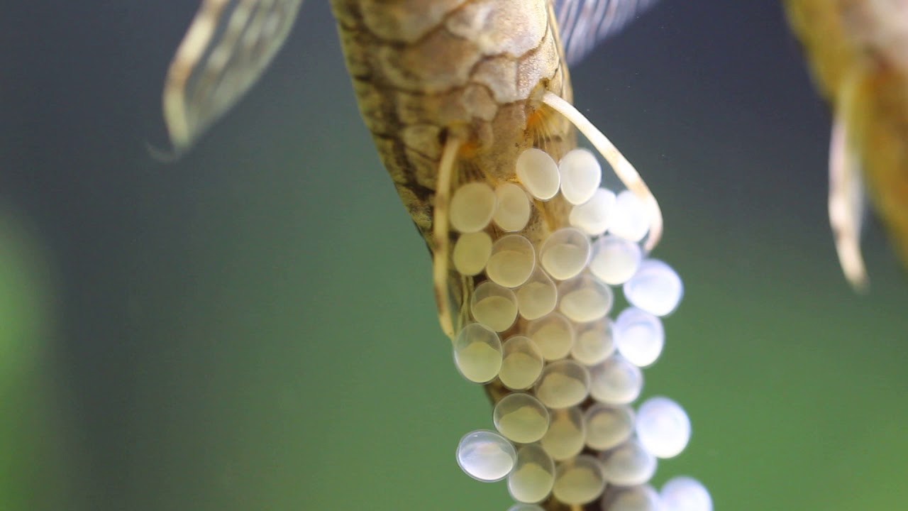 Farlowella vittata (Twig Catfish) Spawning