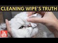 Are Cleaning Wipes Safe for Pets | Cats Facts