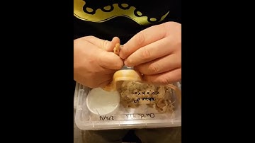 Snakes Alive SA - Assist Feeding hatchlings #snakesalivesa #assistfeeding #ballpythonbreeder