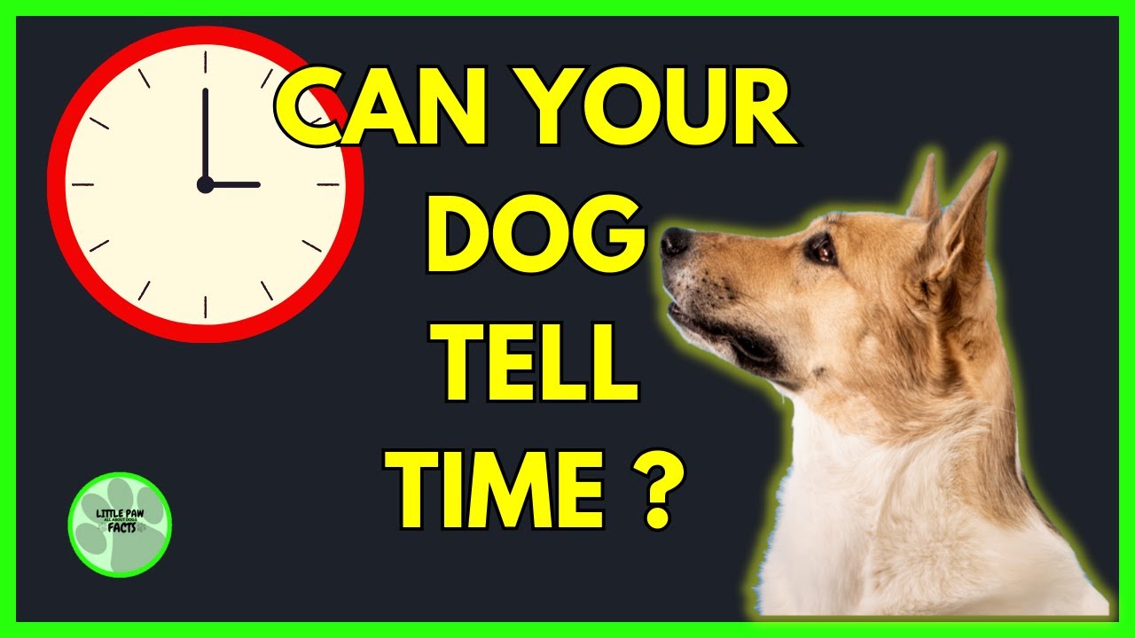 How Does My Dog Know When I Come Home? Can Your Dog Tell Time? YouTube